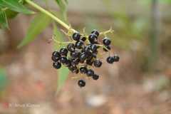 Sambucus nigra